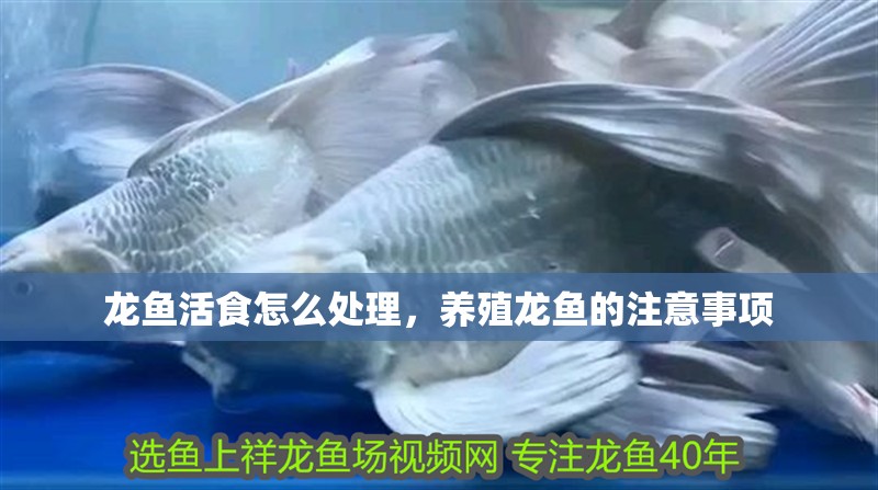 龍魚活食怎么處理，養殖龍魚的注意事項