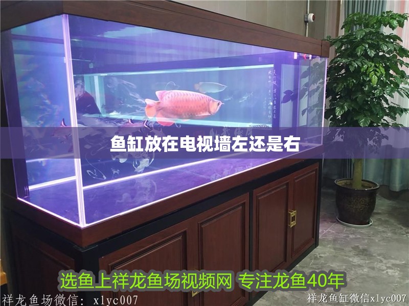 魚缸放在電視墻左還是右