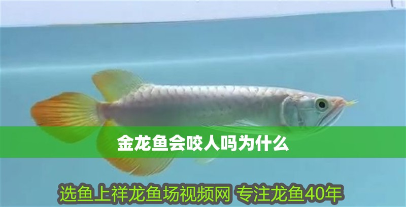 金龍魚會(huì)咬人嗎為什么