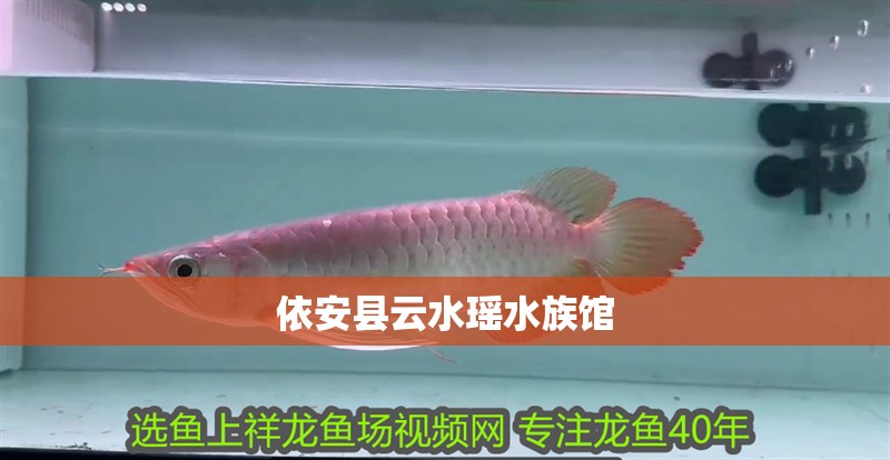 <strong><mark>依安</mark></strong>縣云水瑤水族館