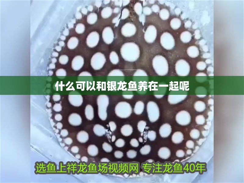 什么可以和銀龍魚養在一起呢