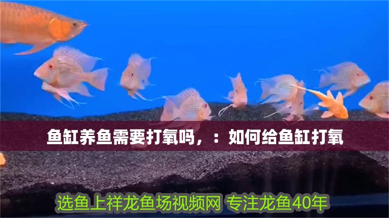 魚缸養魚需要打氧嗎，：如何給魚缸打氧