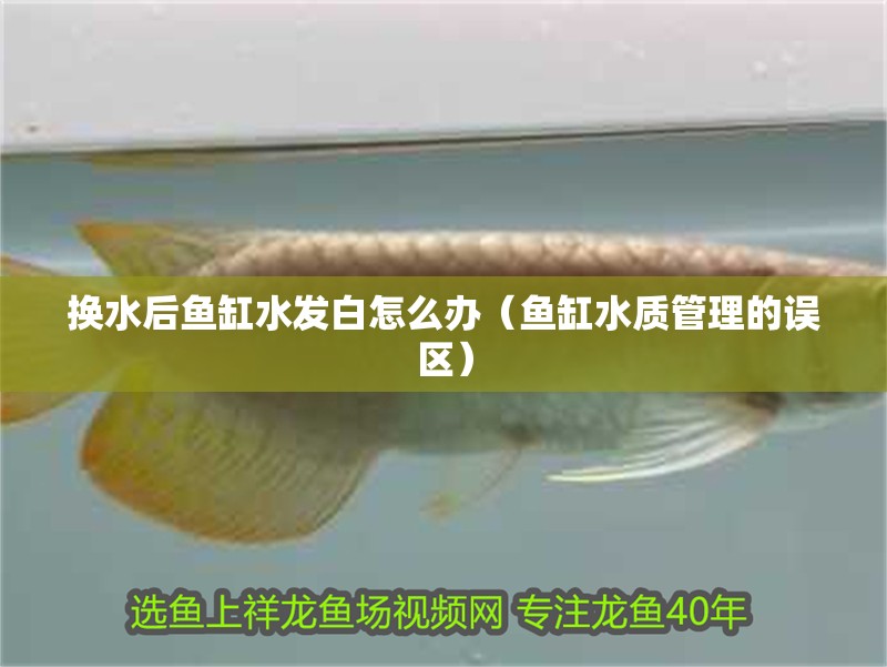 紅龍魚用黃燈烤有用嗎 換水后魚缸水發白怎么辦(魚缸水質管理的誤區) 魚缸百科 換水后魚缸水發白怎么辦(魚缸水質管理的誤區) 換水后魚缸水發白怎么辦(魚缸水質管理的誤區) 魚缸百科