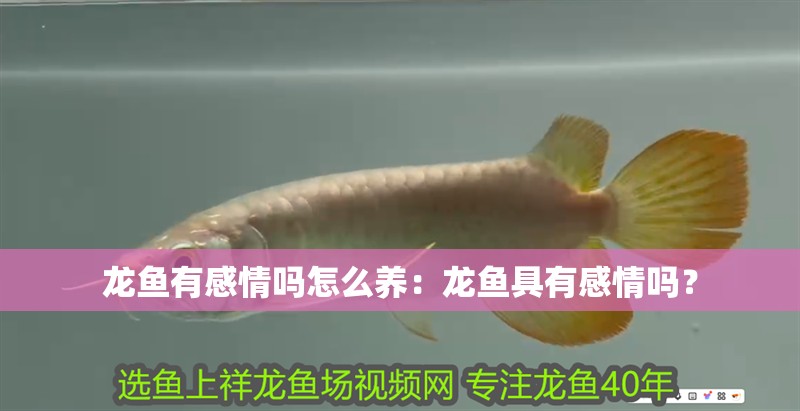 龍魚有感情嗎怎么養(yǎng)：龍魚具有感情嗎？