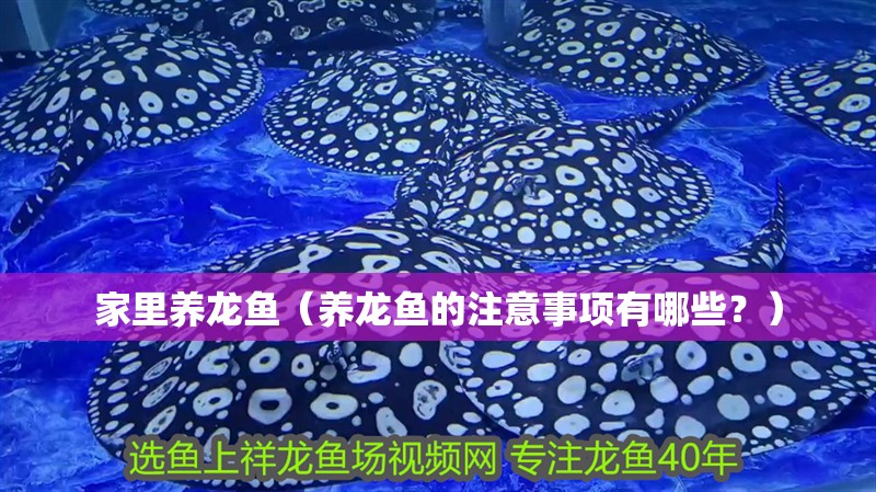 家里養(yǎng)龍魚(yú)（養(yǎng)龍魚(yú)的注意事項(xiàng)有哪些？）