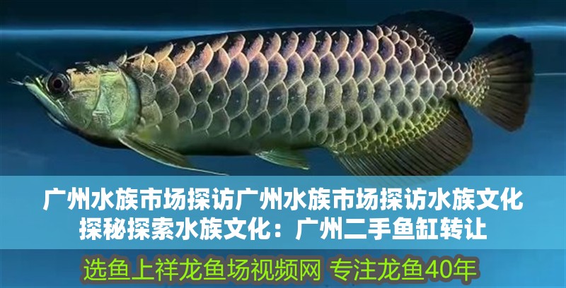 龍魚干蝦有營養嗎 廣州水族市場探訪廣州水族市場探訪水族文化探秘探索水族文化:廣州二手魚缸轉讓 魚缸百科 廣州水族市場探訪廣州水族市場探訪水族文化探秘探索水族文化:廣州二手魚缸轉讓 廣州水族市場探訪廣州水族市場探訪水族文化探秘探索水族文化:廣州二手魚缸轉讓 魚缸百科