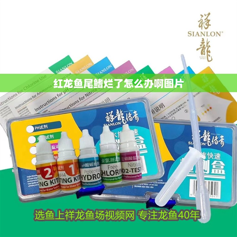 魚(yú)缸過(guò)濾器選購(gòu)指南:自制魚(yú)缸過(guò)濾器魚(yú)缸上置過(guò)濾器對(duì)于養(yǎng)魚(yú)愛(ài)好者的必備知識(shí) 紅龍魚(yú)尾鰭爛了怎么辦啊圖片 龍魚(yú)百科 紅龍魚(yú)尾鰭爛了怎么辦啊圖片 紅龍魚(yú)尾鰭爛了怎么辦啊圖片 龍魚(yú)百科