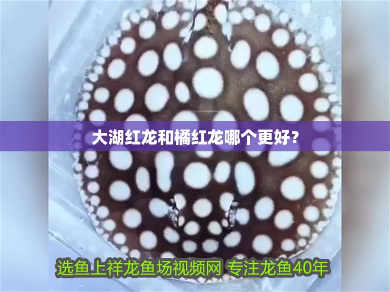 大湖紅龍和橘紅龍哪個更好？