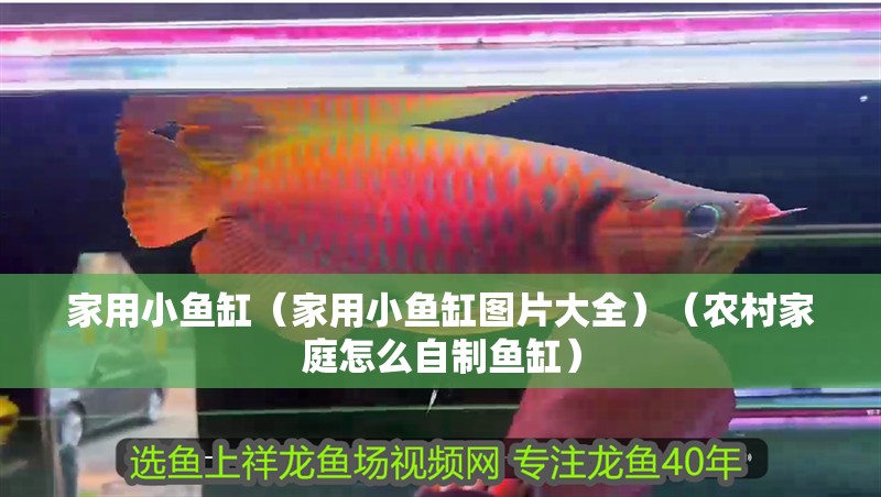 家用小魚缸（家用小魚缸圖片大全）（農村家庭怎么自制魚缸）