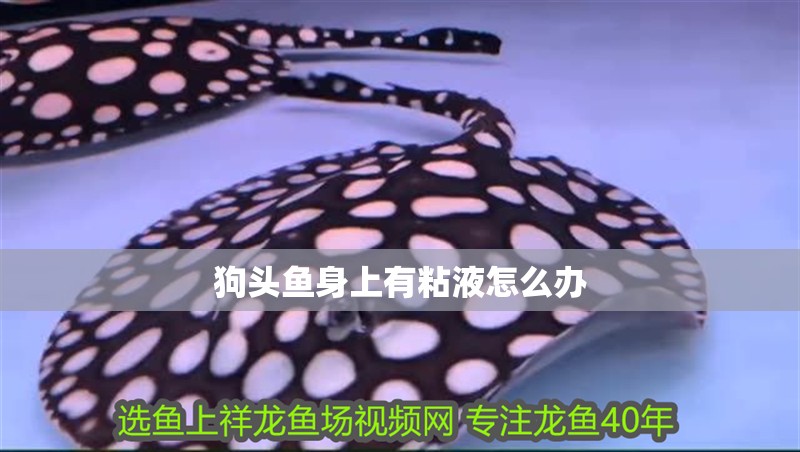 狗頭魚身上有粘液怎么辦