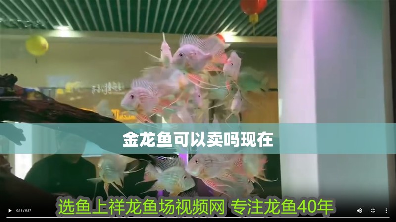 金龍魚可以賣嗎現在