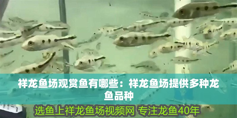 祥龍魚(yú)場(chǎng)觀賞魚(yú)有哪些：祥龍魚(yú)場(chǎng)提供多種龍魚(yú)品種
