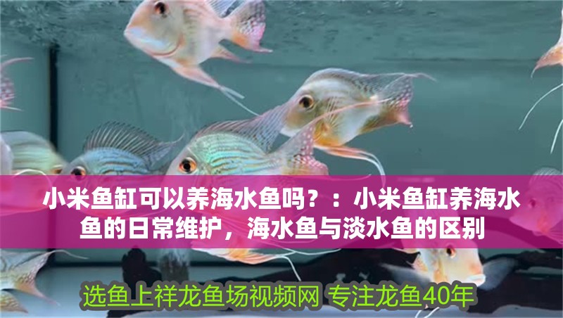 小米魚缸可以養海水魚嗎？：小米魚缸養海水魚的日常維護，海水魚與淡水魚的區別 小米魚缸可以養海水魚嗎？：小米魚缸養海水魚的日常維護，海水魚與淡水魚的區別 魚缸百科