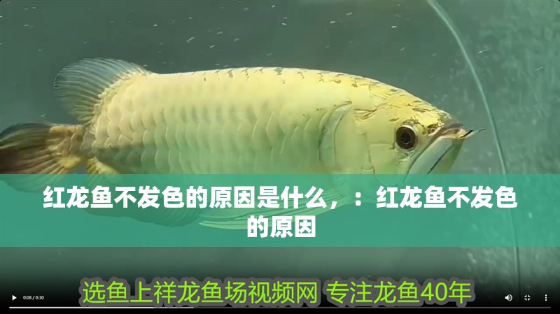 紅龍魚不發色的原因是什么，：紅龍魚不發色的原因