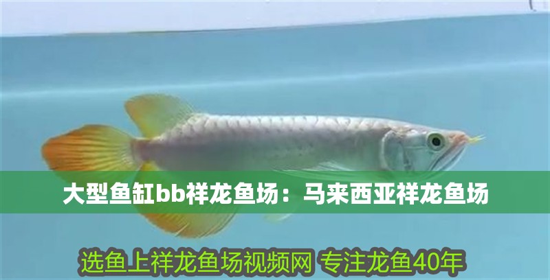 大型魚缸bb祥龍魚場：馬來西亞祥龍魚場 大型魚缸bb祥龍魚場：馬來西亞祥龍魚場 龍魚百科