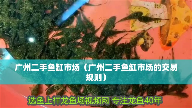 廣州二手魚缸市場（廣州二手魚缸市場的交易規則） 廣州二手魚缸市場（廣州二手魚缸市場的交易規則） 魚缸百科