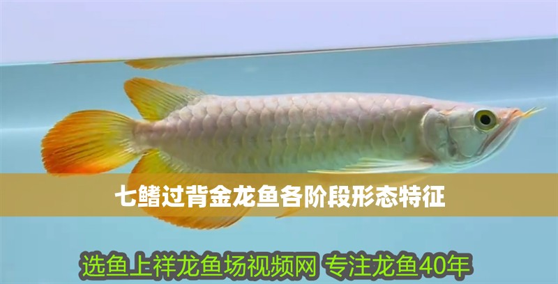 七鰭過背金龍魚各階段形態特征