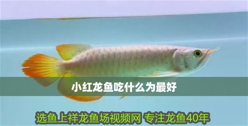 小紅龍魚吃什么為最好 小紅龍魚吃什么為最好 龍魚百科