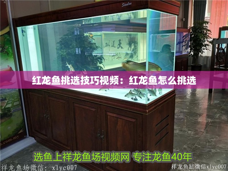 紅龍魚挑選技巧視頻：紅龍魚怎么挑選