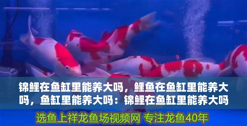 錦鯉在魚缸里能養(yǎng)大嗎，鯉魚在魚缸里能養(yǎng)大嗎，魚缸里能養(yǎng)大嗎：錦鯉在魚缸里能養(yǎng)大嗎