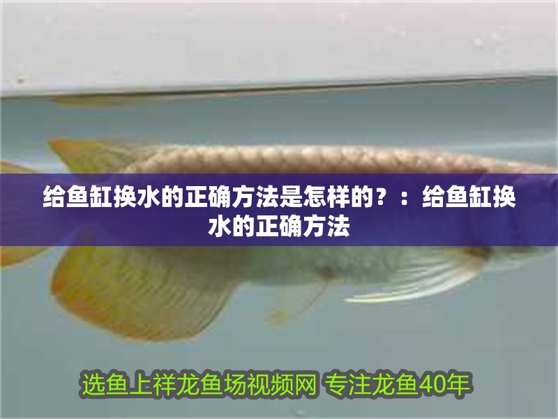 給魚缸換水的正確方法是怎樣的？：給魚缸換水的正確方法