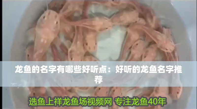 龍魚的名字有哪些好聽點：好聽的龍魚名字推薦