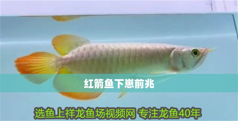 紅箭魚(yú)下崽前兆 紅箭魚(yú)下崽前兆 龍魚(yú)論壇