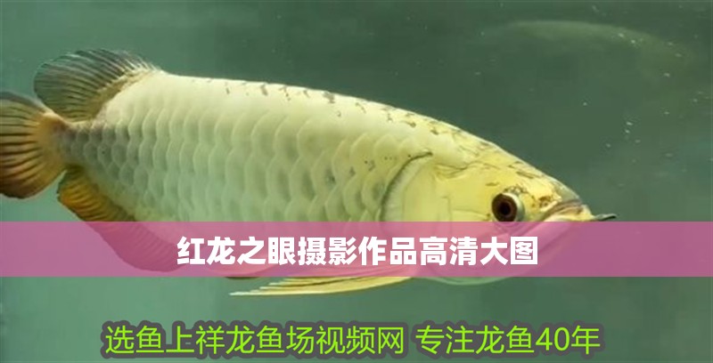 紅龍之眼攝影作品高清大圖