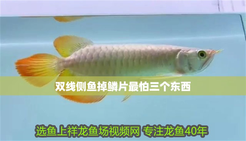 雙線側魚掉鱗片最怕三個東西
