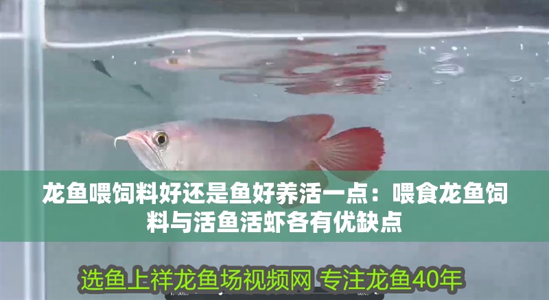 龍魚喂飼料好還是魚好養活一點：喂食龍魚飼料與活魚活蝦各有優缺點