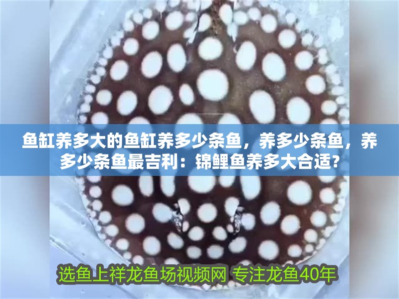 魚缸養多大的魚缸養多少條魚，養多少條魚，養多少條魚最吉利：錦鯉魚養多大合適？