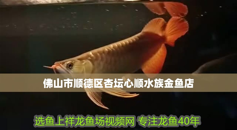 <strong><mark>佛山</mark></strong>市順德區杏壇心順水族金魚店