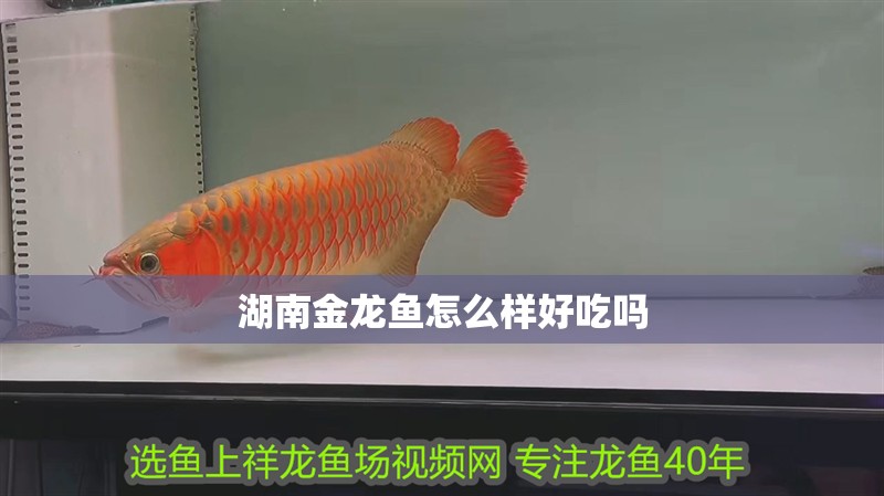 湖南金龍魚怎么樣好吃嗎