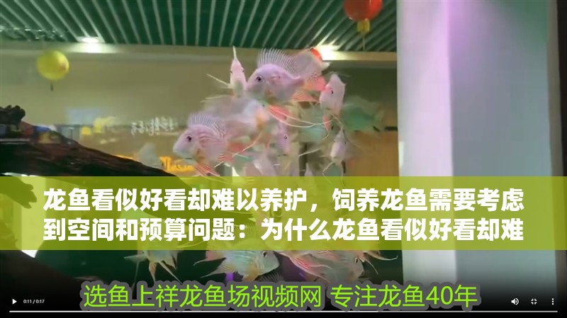 龍魚看似好看卻難以養(yǎng)護(hù)，飼養(yǎng)龍魚需要考慮到空間和預(yù)算問題：為什么龍魚看似好看卻難以養(yǎng)護(hù)