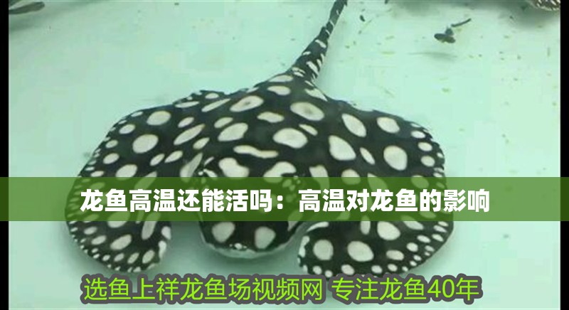 龍魚高溫還能活嗎：高溫對龍魚的影響