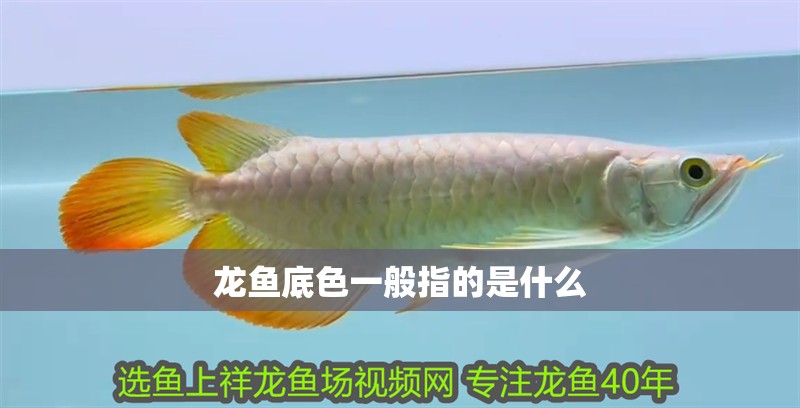 龍魚底色一般指的是什么 龍魚底色一般指的是什么 龍魚論壇