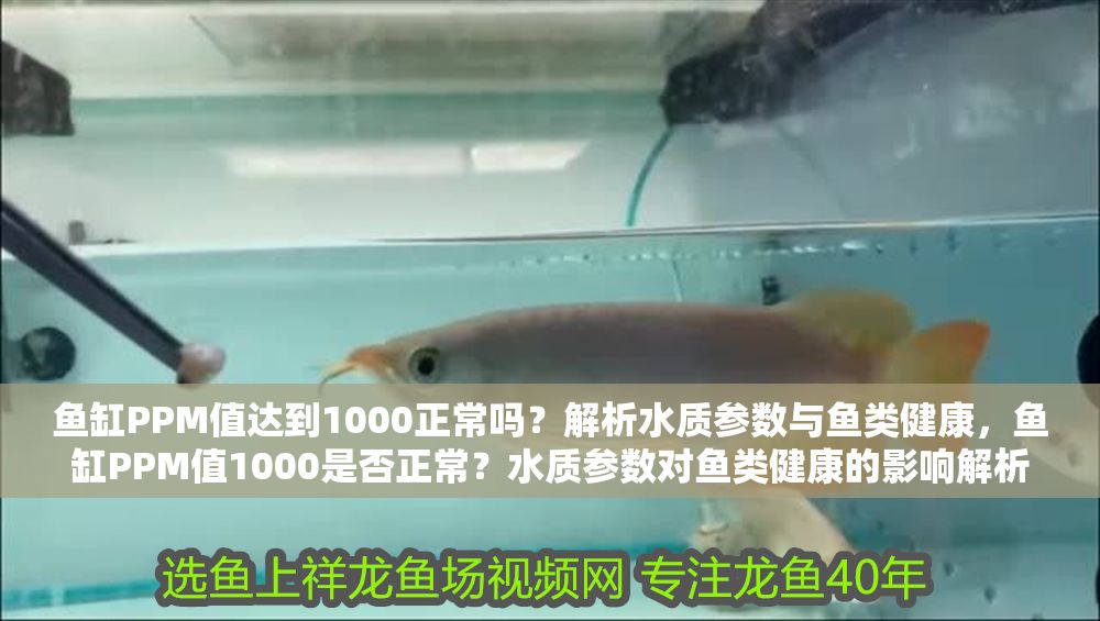 魚缸PPM值達到1000正常嗎？解析水質參數與魚類健康，魚缸PPM值1000是否正常？水質參數對魚類健康的影響解析