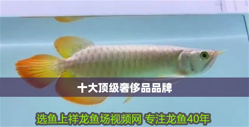 十大頂級(jí)奢侈品品牌 十大頂級(jí)奢侈品品牌 龍魚論壇