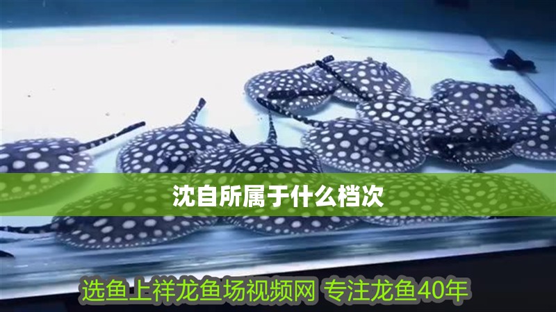 沈自所屬于什么檔次