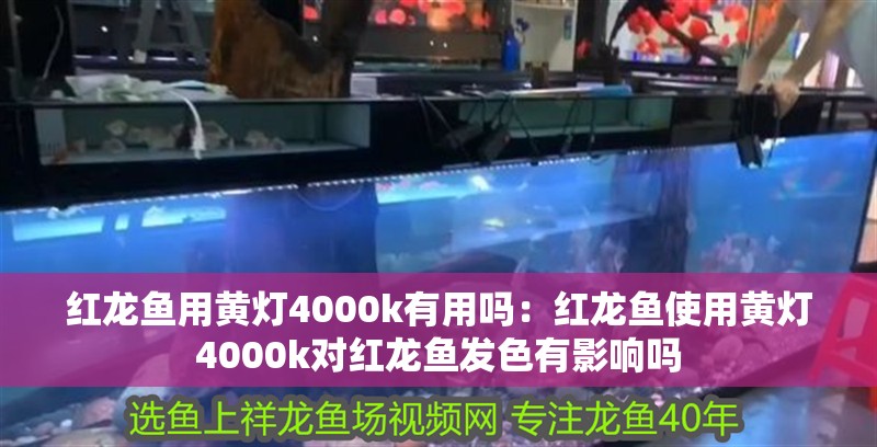 紅龍魚用黃燈4000k有用嗎：紅龍魚使用黃燈4000k對紅龍魚發色有影響嗎