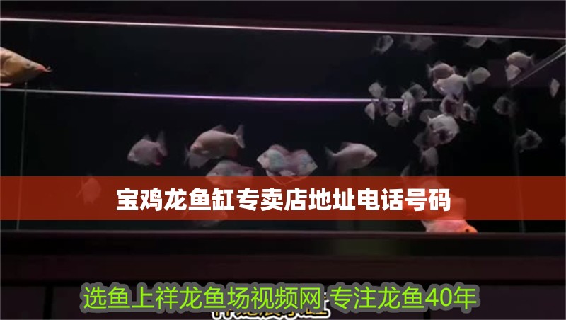 寶雞龍魚缸專賣店地址電話號碼