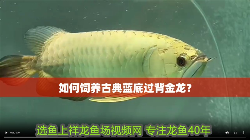 魚缸造景先放沙還是先放水(魚缸造景先鋪沙還是先放石頭) 如何飼養古典藍底過背金龍? 龍魚百科 如何飼養古典藍底過背金龍? 如何飼養古典藍底過背金龍? 龍魚百科