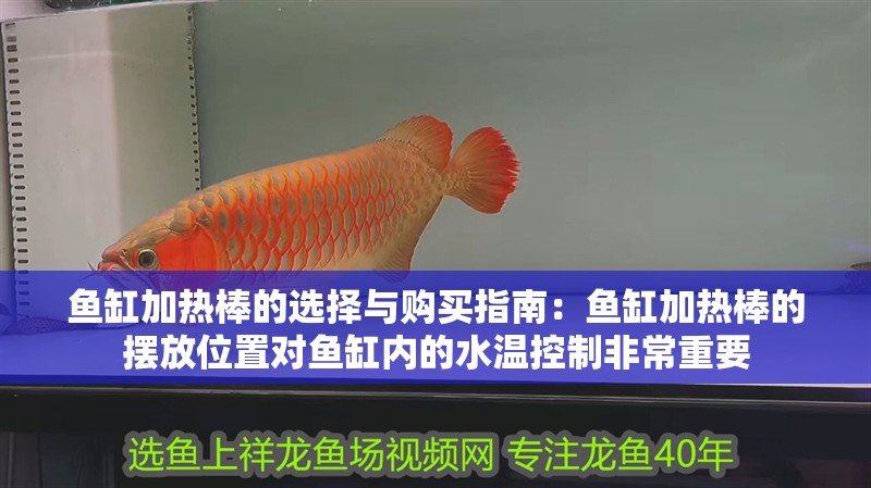 魚缸加熱棒的選擇與購買指南：魚缸加熱棒的擺放位置對魚缸內(nèi)的水溫控制非常重要