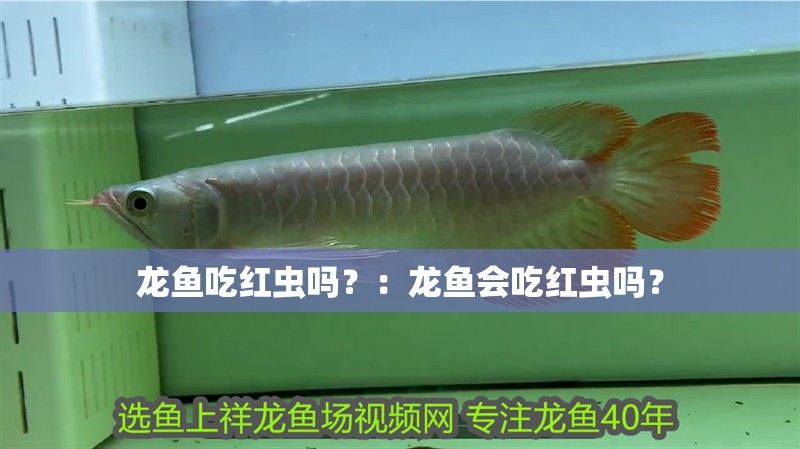 龍魚吃紅蟲嗎？：龍魚會吃紅蟲嗎？