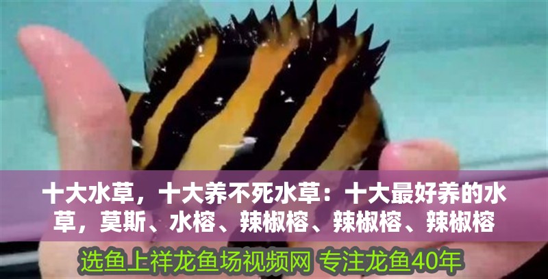 十大水草，十大養(yǎng)不死水草：十大最好養(yǎng)的水草，莫斯、水榕、辣椒榕、辣椒榕、辣椒榕
