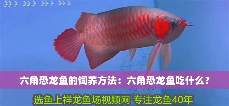 六角恐龍魚的飼養(yǎng)方法：六角恐龍魚吃什么？
