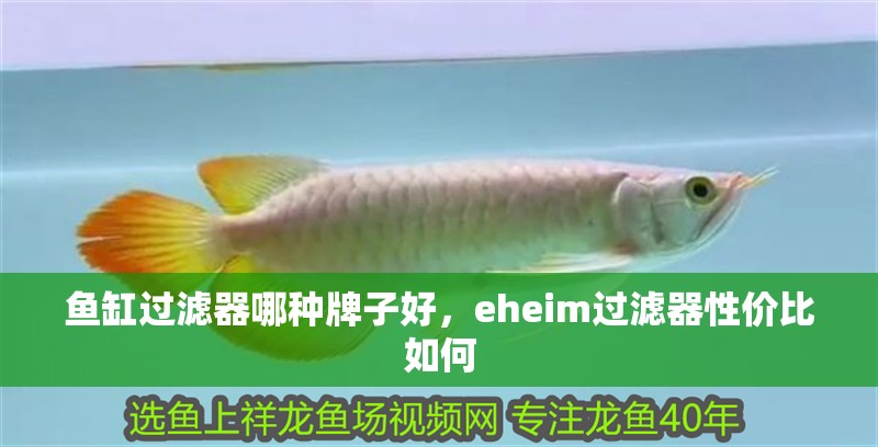 魚缸過濾器哪種牌子好，eheim過濾器性價比如何