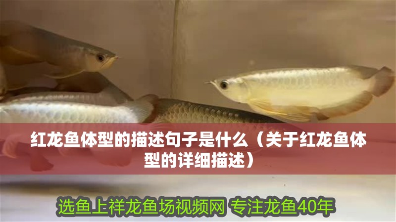 紅龍魚體型的描述句子是什么（關于紅龍魚體型的詳細描述）