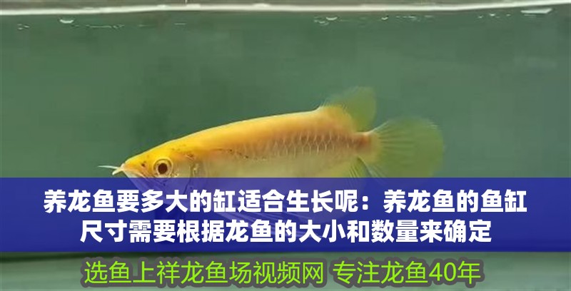 養龍魚要多大的缸適合生長呢：養龍魚的魚缸尺寸需要根據龍魚的大小和數量來確定 養龍魚要多大的缸適合生長呢：養龍魚的魚缸尺寸需要根據龍魚的大小和數量來確定 龍魚百科