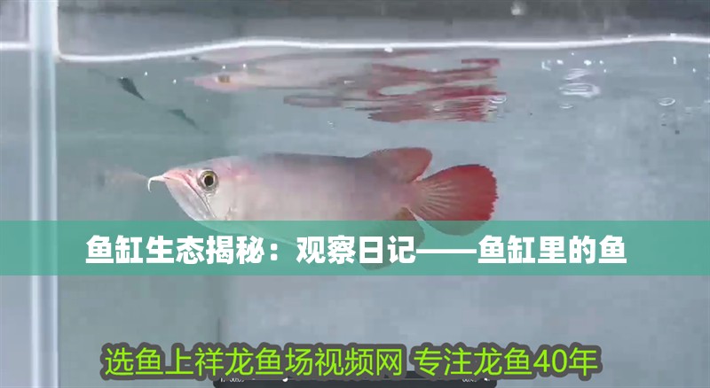 魚缸生態(tài)揭秘：觀察日記——魚缸里的魚